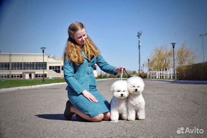 Хендлер/Подготовка к выставкам