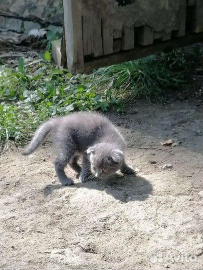 Вислоухие котята в добрые руки