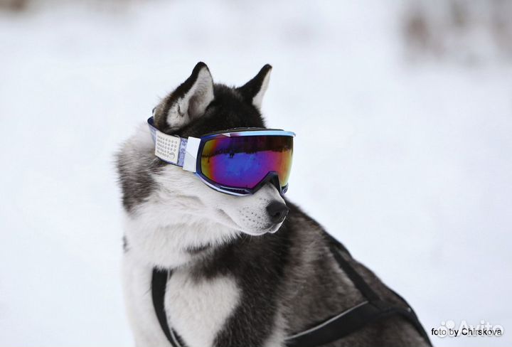 Собаки для фотосессий (Хаски)