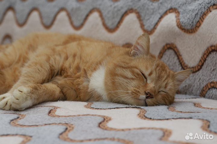 Фокс мечтает о семье