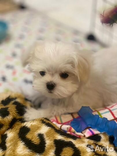 Щенки Мальтезе