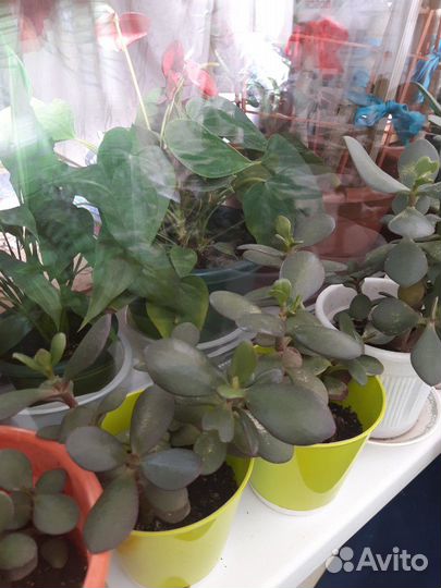 Денежное дерево