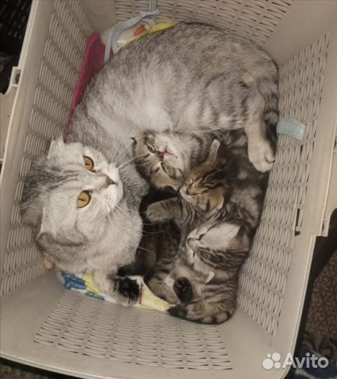 Шотландская кошка