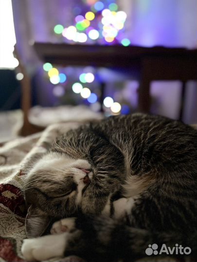 Кошка