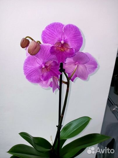 Орхидеи и другие комнатные растения