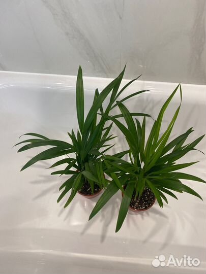 Пальма Арека (Дипсис, Хризалидокарпус)