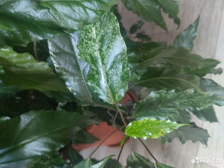 Гибискус купера