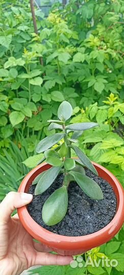 Денежное дерево Толстянка