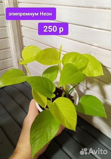 Сциндапсус, эпипремнум