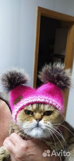 Вязаная одежда для собачек и кошек