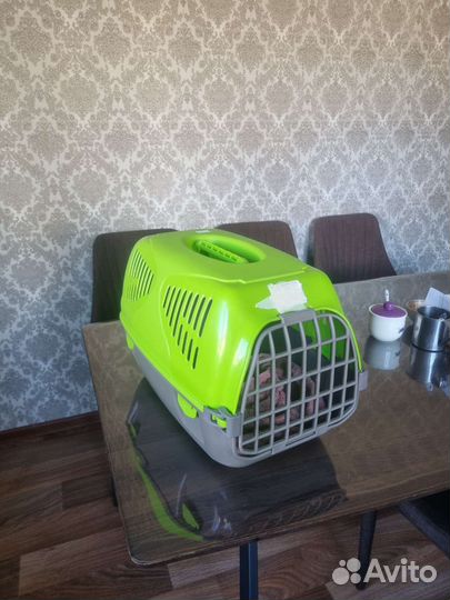 Переноска для кошек в самолет (В аренду)