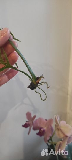 Филодендрон Тортум черенок