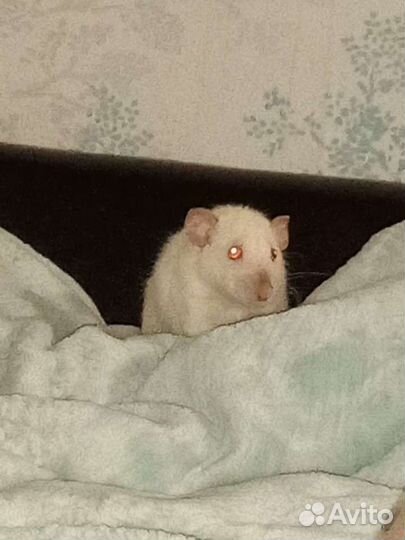 Передержка грызунов