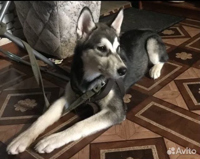 Аляскинский маламут