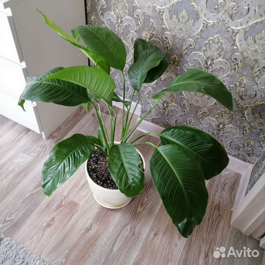Спатифиллум крупный