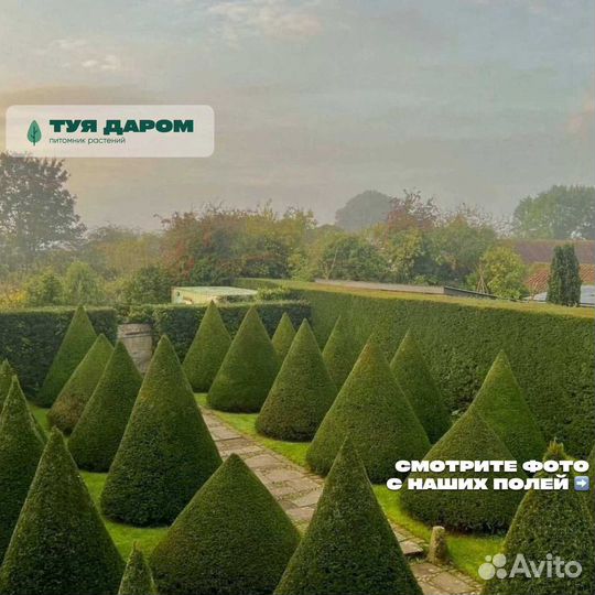 Туя из питомника