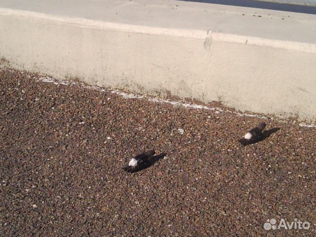 Немецко-русский словарь 40-х годов издания