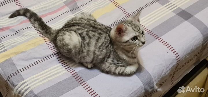 Котёнок девочка британка