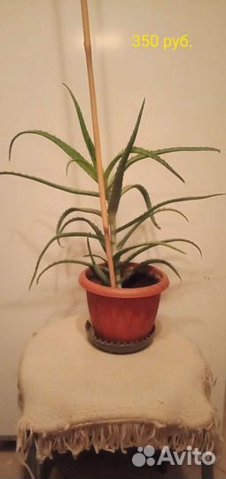 Лечебные цветы