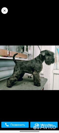 Цвергшнауцер щенки