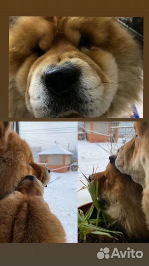 Чау - чау кабель для вязки