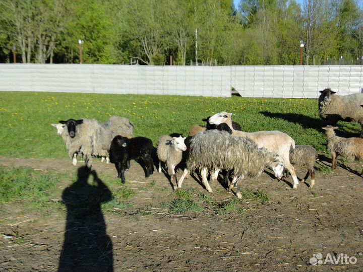 Бараны и ягнята