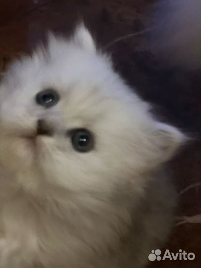 Персидская