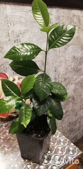 Комнатные домашние растения