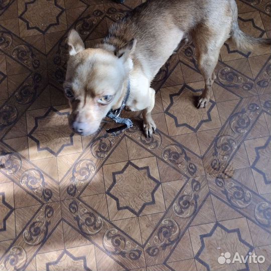 Той-терьер