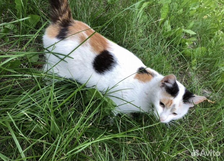 Кошка в добрые руки