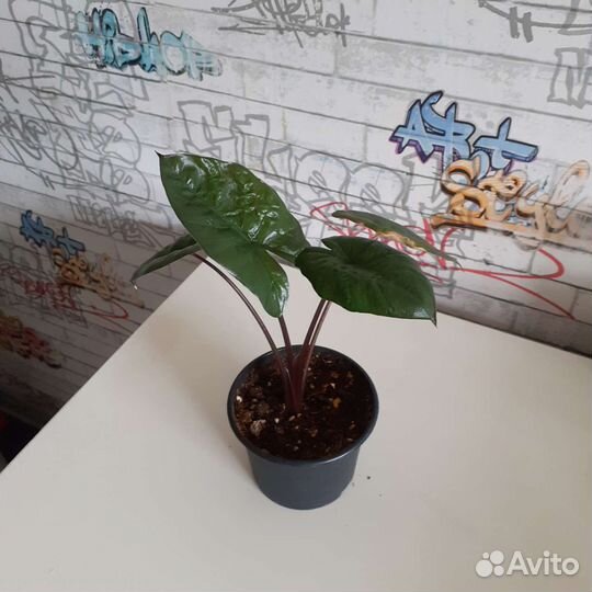 Алоказия Принцесса Юкатан