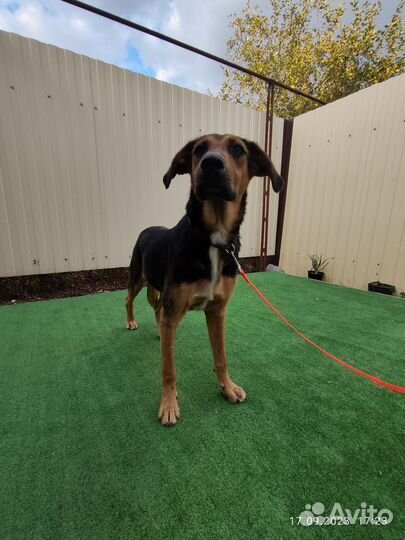 Собака в добрые руки