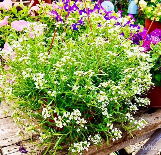 Дихондра Серебристый водопад и Изумрудный водопад