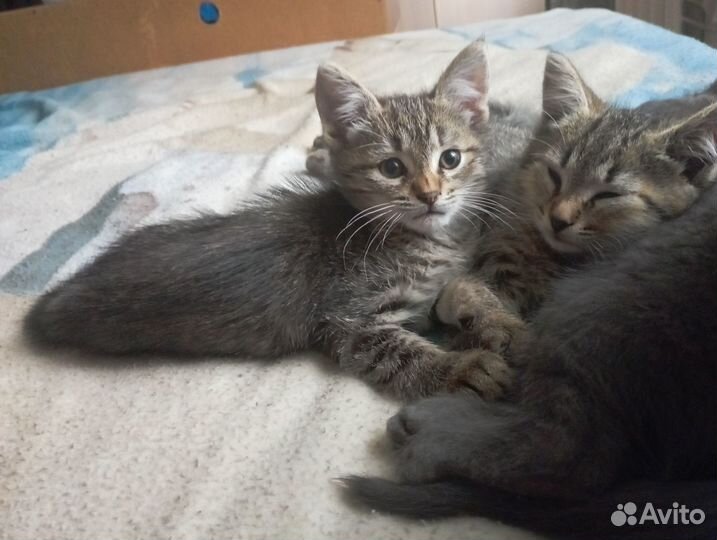 Котят отдам в добрые руки