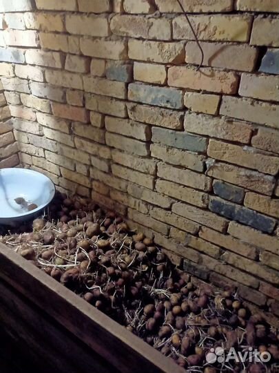 Картошка семенная