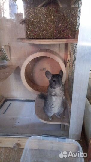 Передержка домашних животных (кмр)