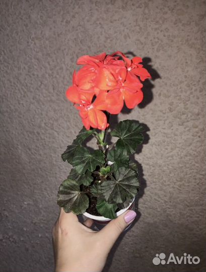 Пеларгония