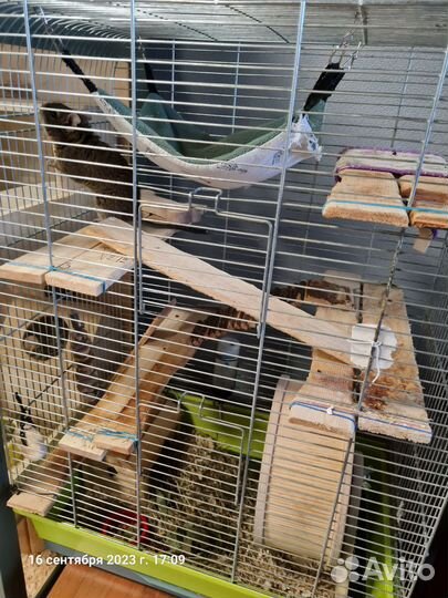 Чилийская белка дегу