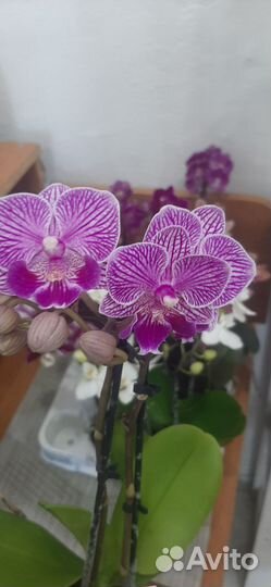 Орхидея мини