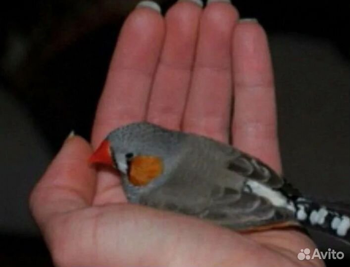 Амадин мальчик