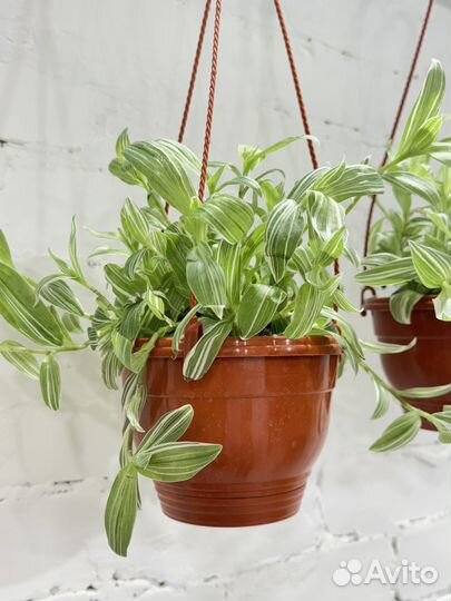 Традесканция Albiflora Ампельная