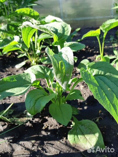 Многолетние садовые растения