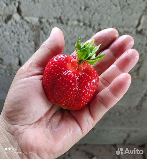 Рассада клубники Азия с зкс, окс