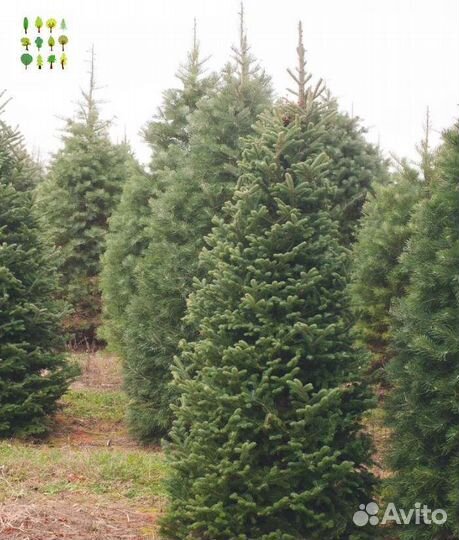 Крупномеры ель