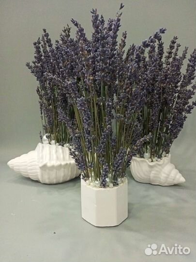 Лаванда в кашпо