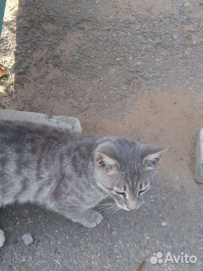 Кошка в дар бесплатно