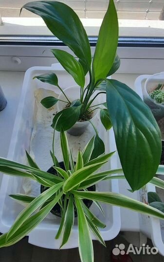 Домашние комнатные растения, цветы. Часть 1