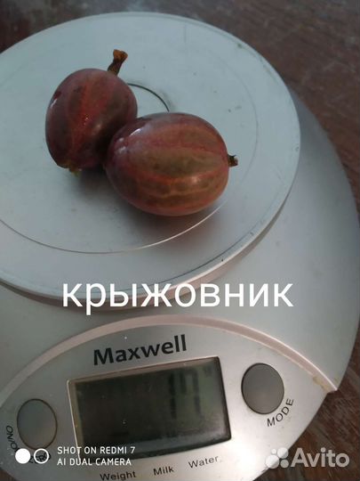 Крыжовник Финик