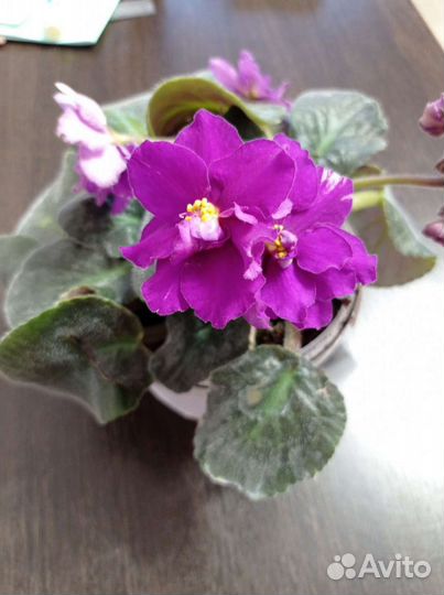 Цветущие фиалки