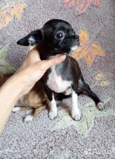 Щенок чихуахуа